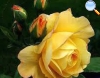 De cor amarela com rebordo fino alaranjado que se vai dissipando conforme a flor vai abrindo.