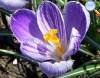 Crocus sativus (Açafrão)