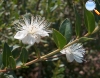 Myrtus communis (Murta)