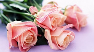 rosas individuais de cor rosa pálido